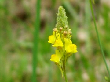 Scrophulariacea gialla - Linaria sp.